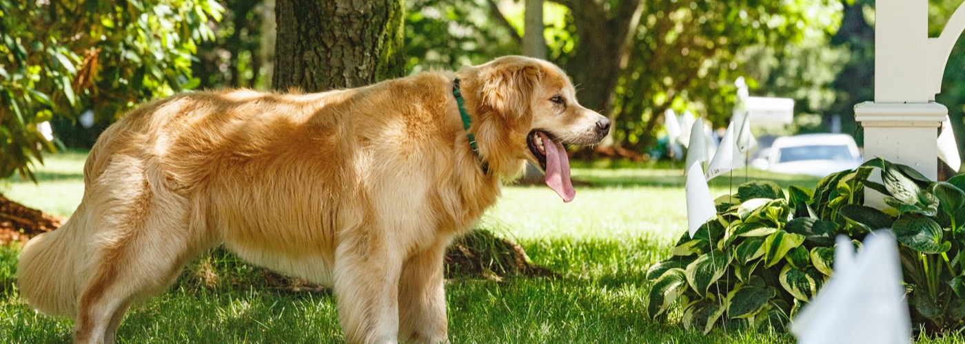 DogWatch of Central New York, Baldwinsville, New York | Outdoor Hidden Dog Fences Slider Image