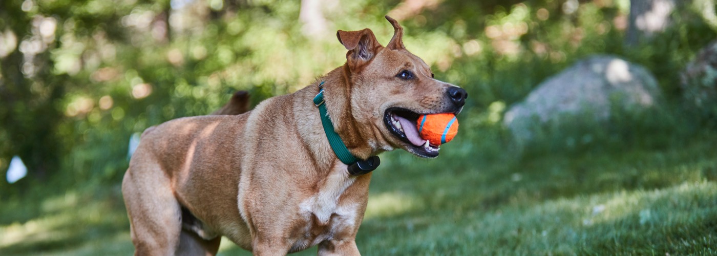 DogWatch of Central New York, Baldwinsville, New York | ProFenceX Slider Image